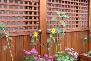 Cedar Lattice Panels
