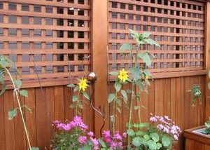 Cedar Lattice Panels