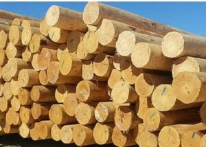 A bundle of utility poles in a construction yard
