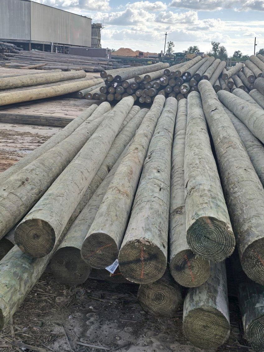 Timber Piling
